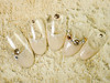 ꥪչ7980|NAIL SALONiS ŹΥإ